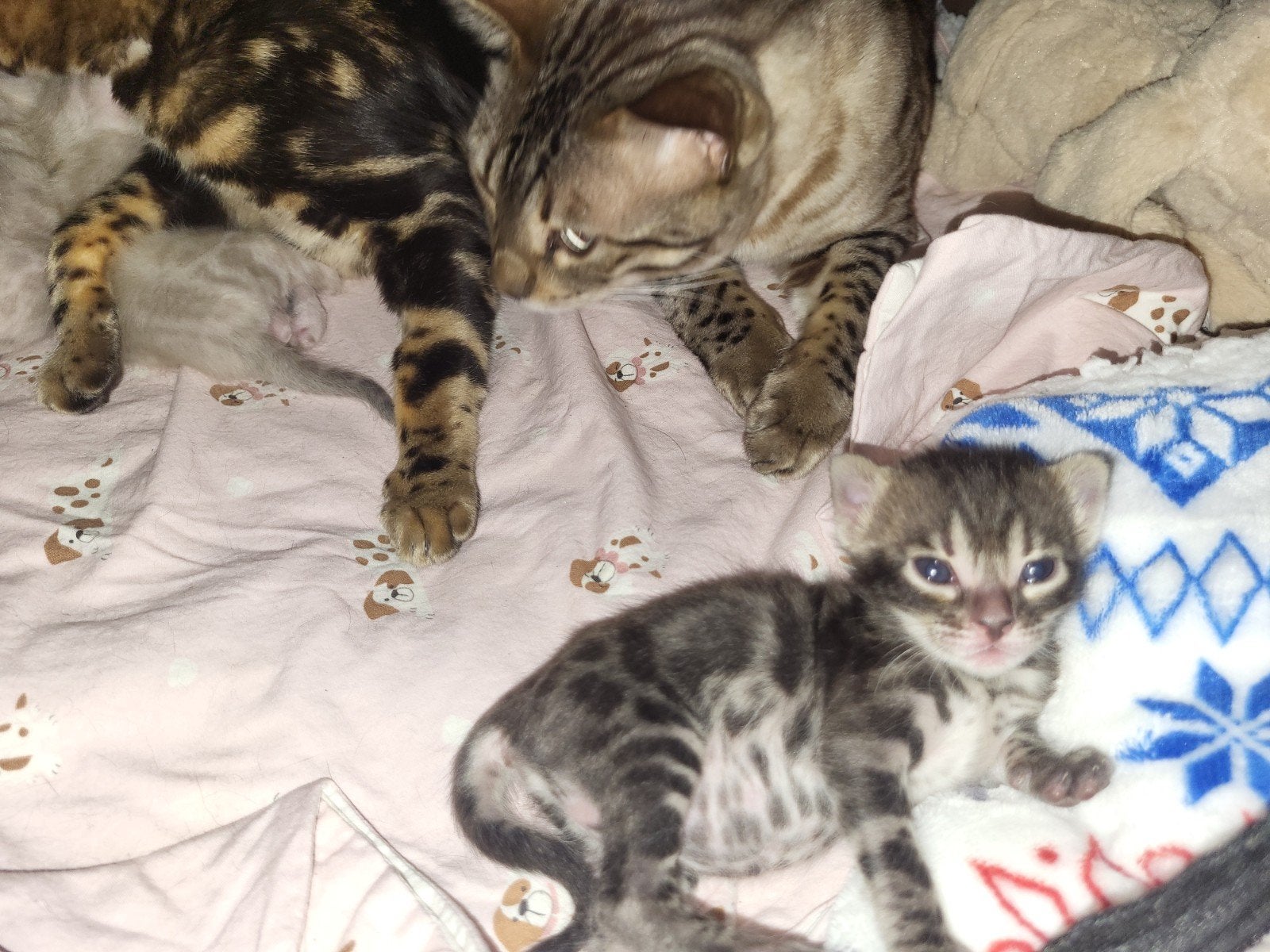 Bengaal kittens, Dieren en Toebehoren, Katten en Kittens | Overige Katten, Poes