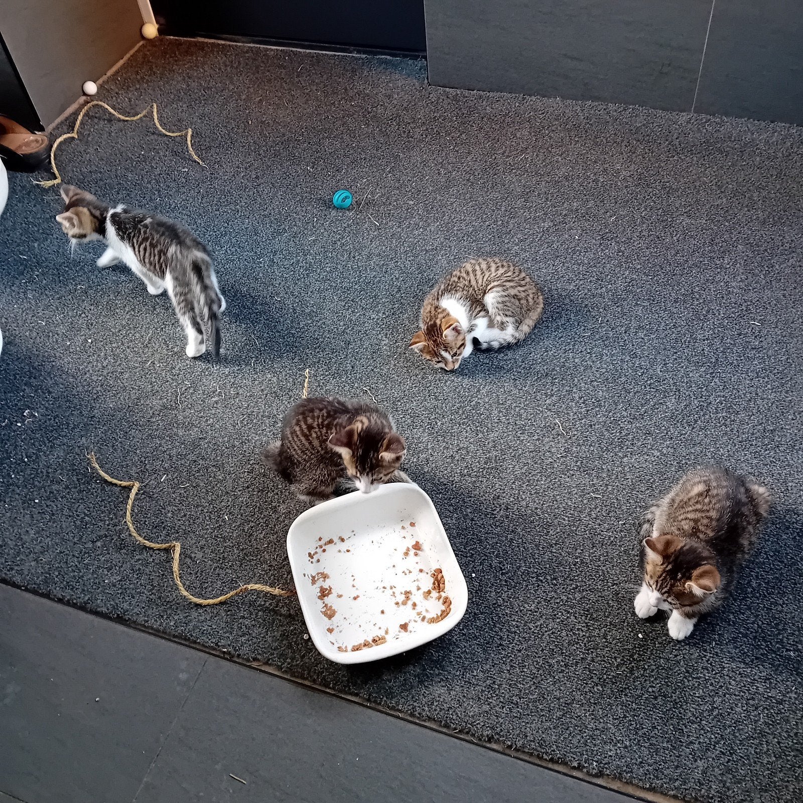 Wie maak ik blij, Meerdere dieren, Kortharig, 0 tot 2 jaar