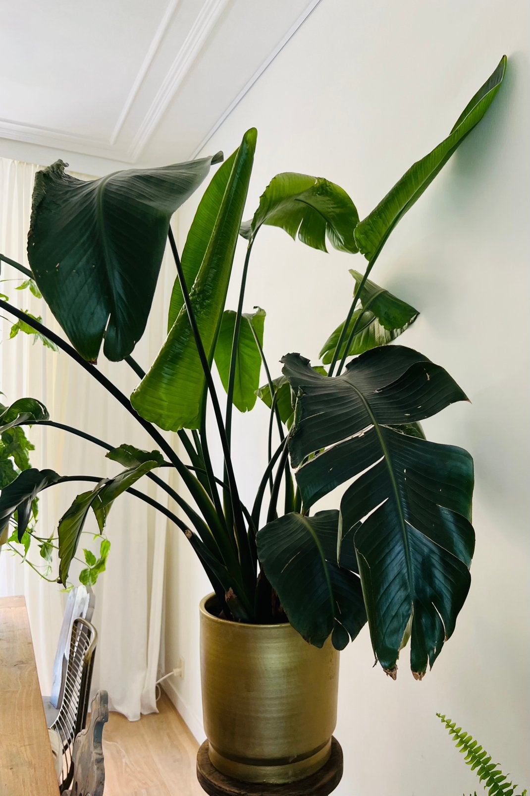 Grote Strelitzia Nicolai in goud stenen pot, Ophalen, Overige soorten, In pot, 150 tot 200 cm