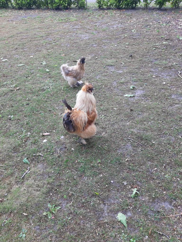 6 x zijdehoenderhanen, Dieren en Toebehoren, Pluimvee, Mannelijk, Kip