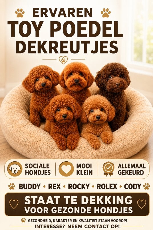 toy poedel/toypoedel/dwerg poedel/dwergpoedel dekreutjes, Dieren en Toebehoren, Honden | Dekreuen, Fokker | Hobbymatig, Reu, 1 tot 2 jaar