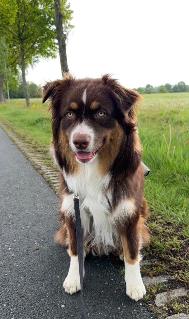 australian shepherd pup, Dieren en Toebehoren, 15 weken tot 1 jaar, Eén hond, Nederland, Particulier