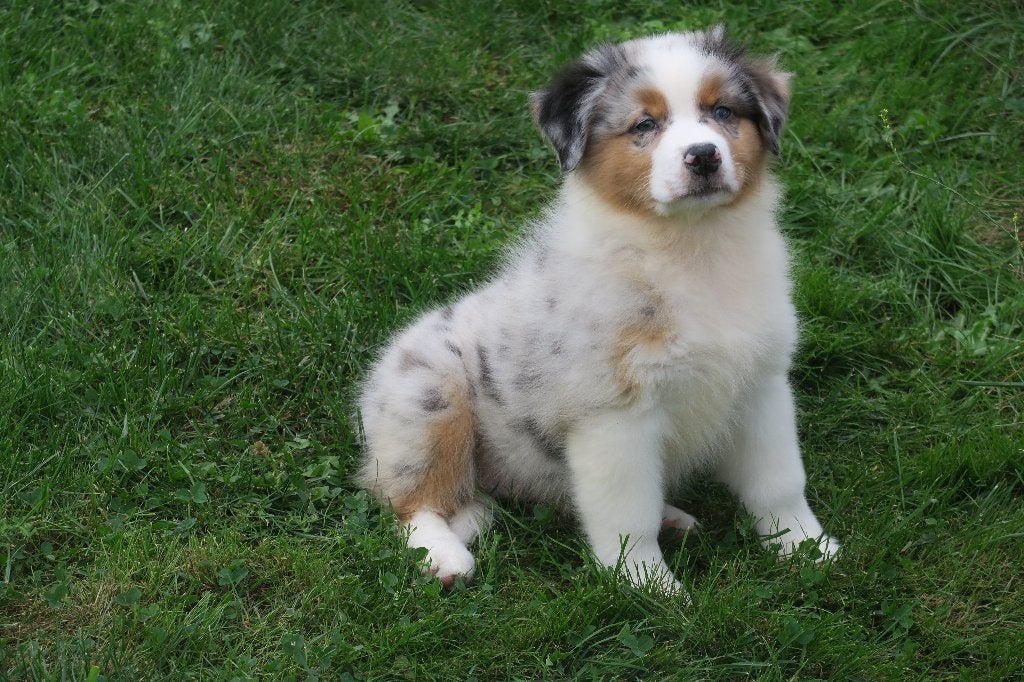 Leuke Australian Shepherd pups