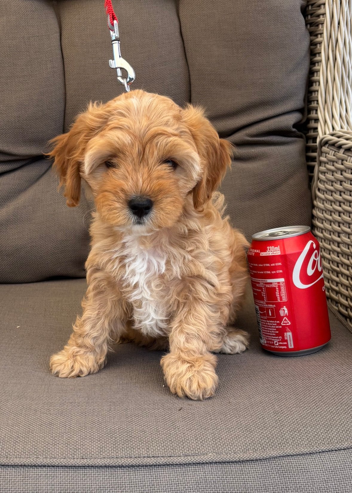 Cavapoo pups, Overige rassen, 8 tot 15 weken, Parvo, Meerdere