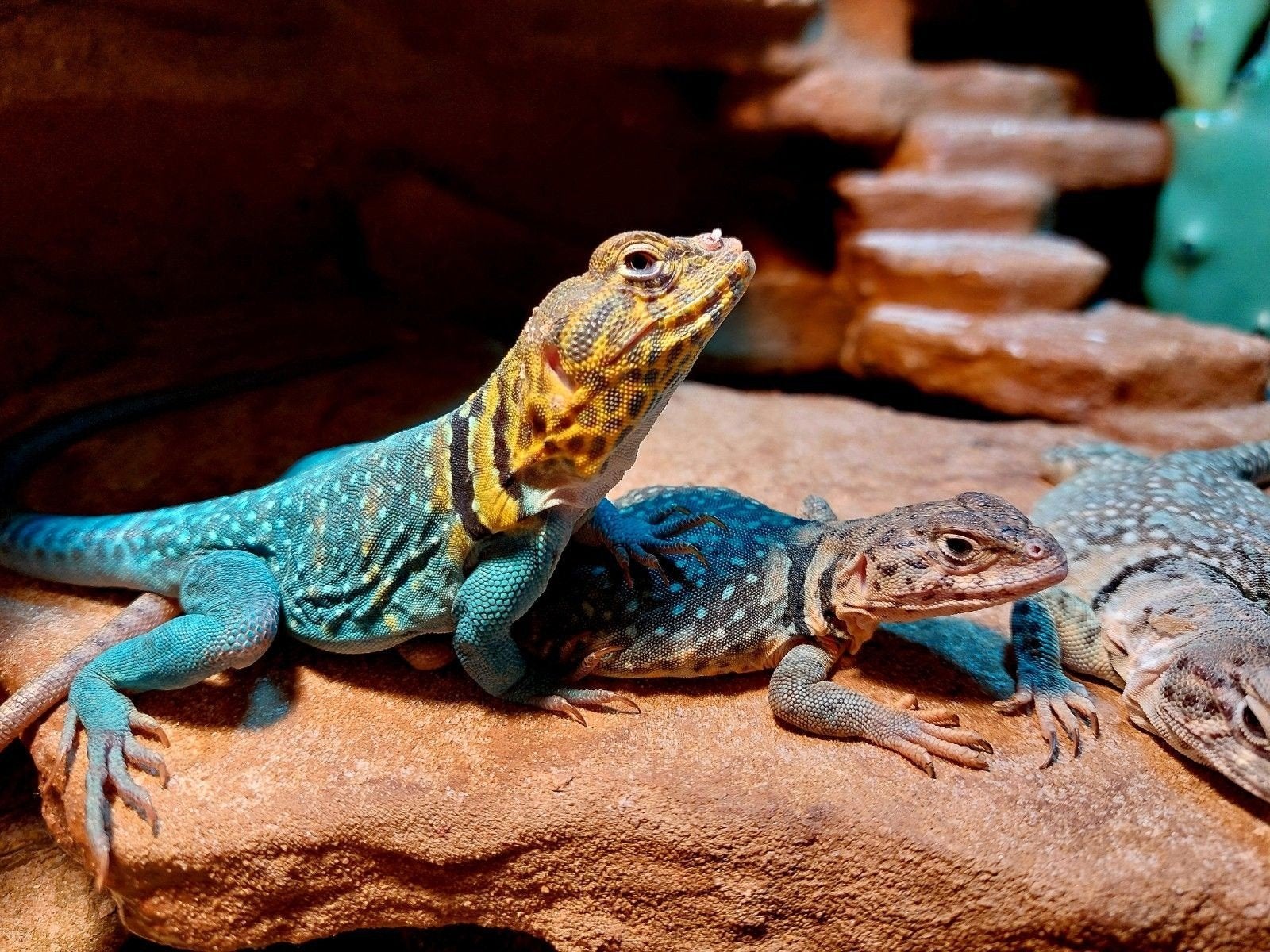 crotaphytus collaris / halsbandleguanen, Dieren en Toebehoren, 0 tot 2 jaar