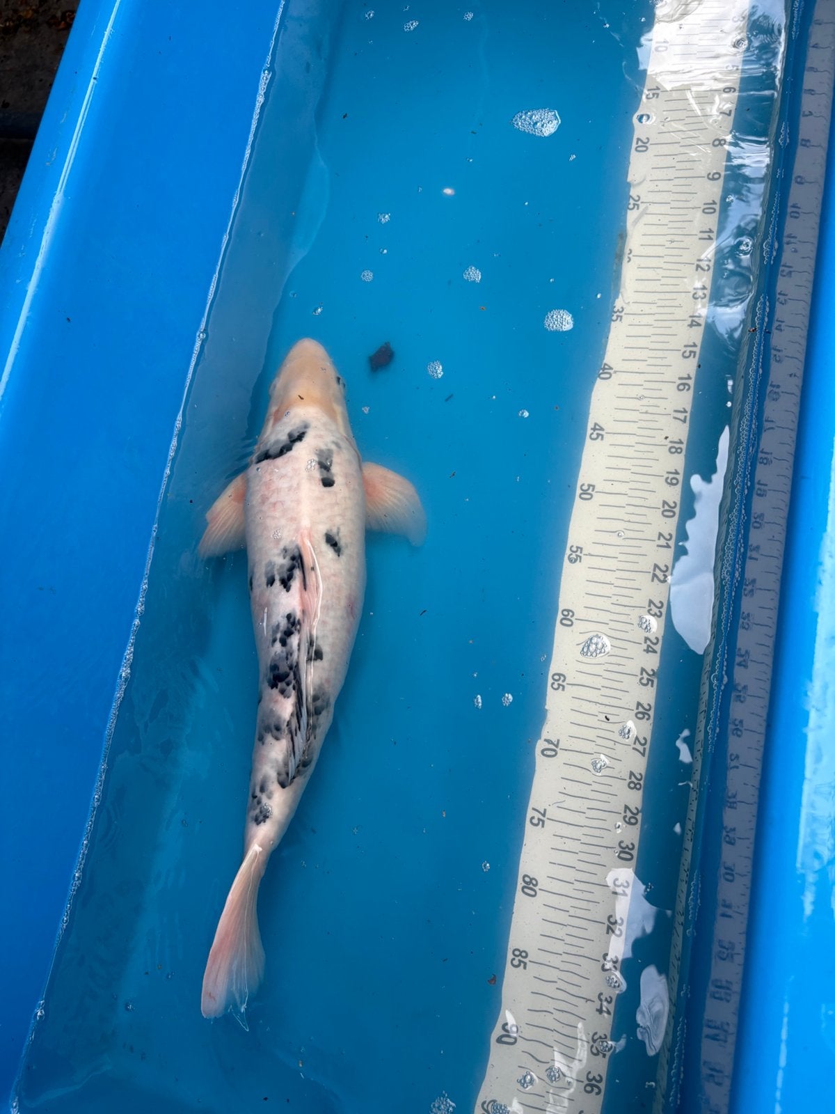 50 cm koi, Karper of Koi