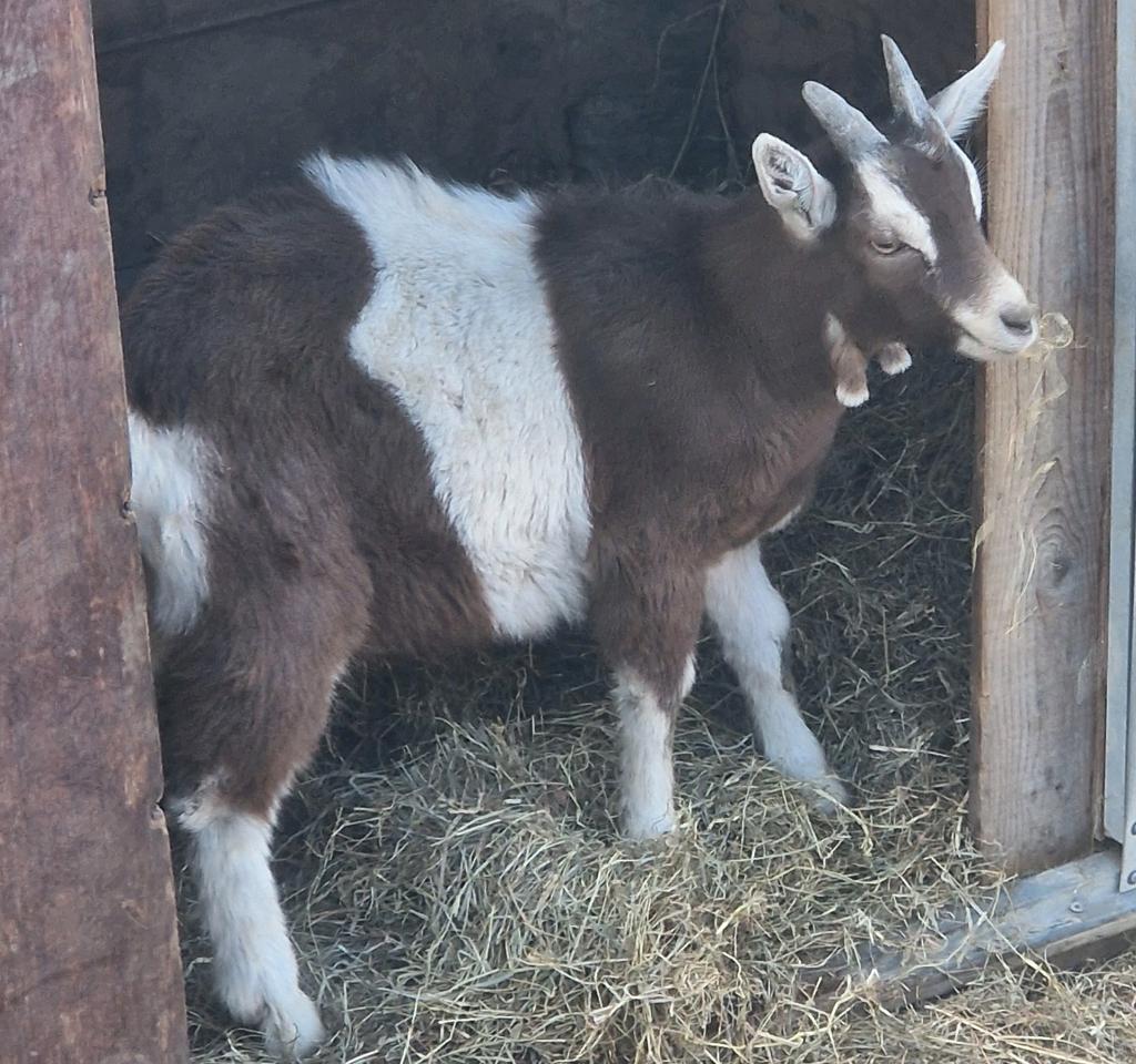 T.k.a toggenburger sikjes en bokjes, Meerdere dieren, Geit, 0 tot 2 jaar