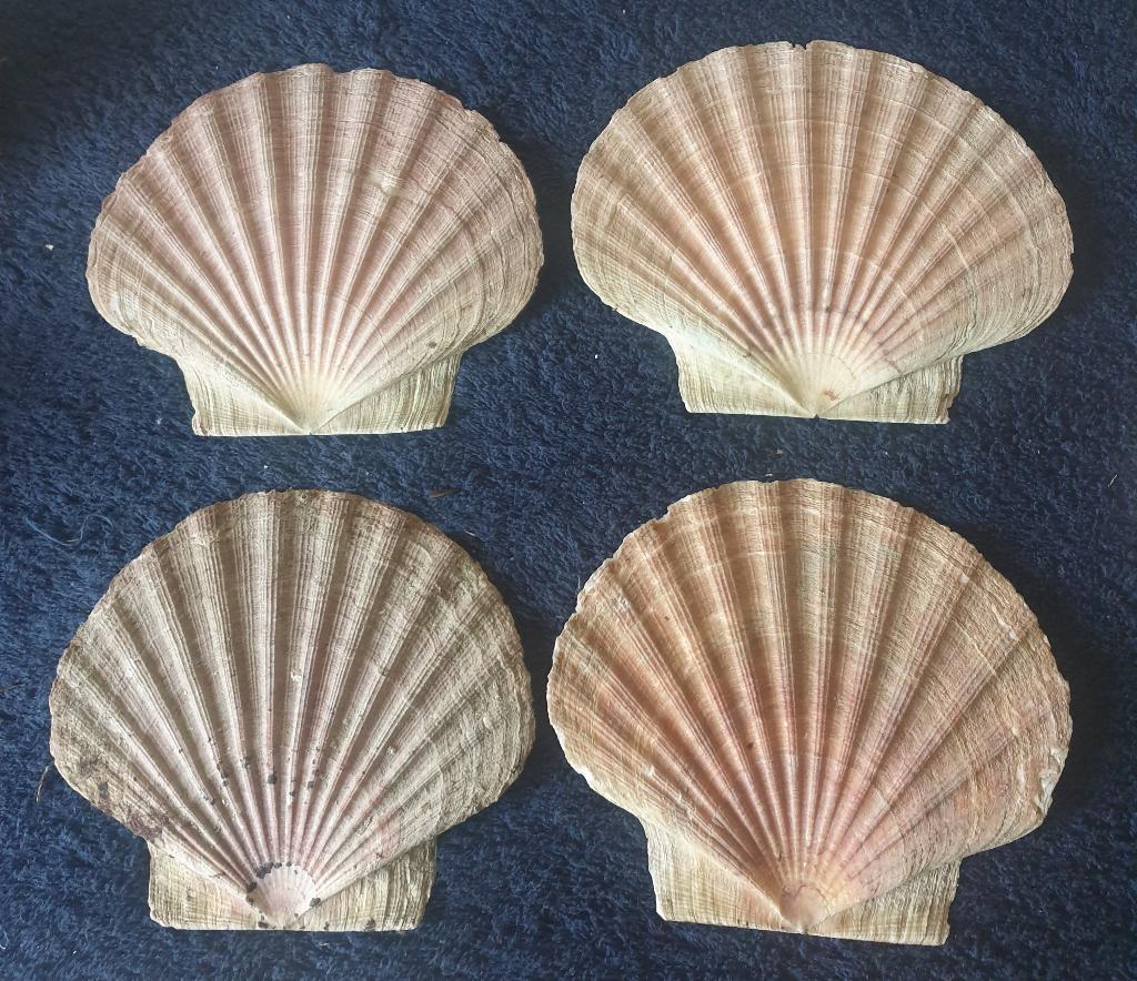 diverse grote platte jacobs schelpen14x13 herkomst Noorwegen, Verzamelen, Mineralen en Fossielen, Verzenden