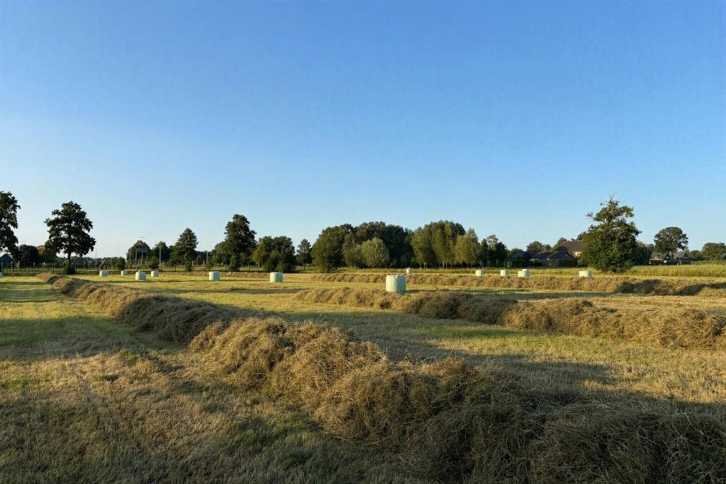 Zeer Mooi Hooi In Midibalen Hooibalen Midi Balen Gras Kuil, Ophalen, Vee