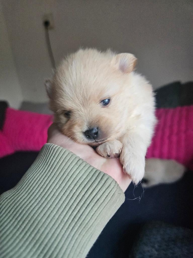 Ras zuivere pomeriaan pups, Keeshond, 8 tot 15 weken, Meerdere, Meerdere dieren