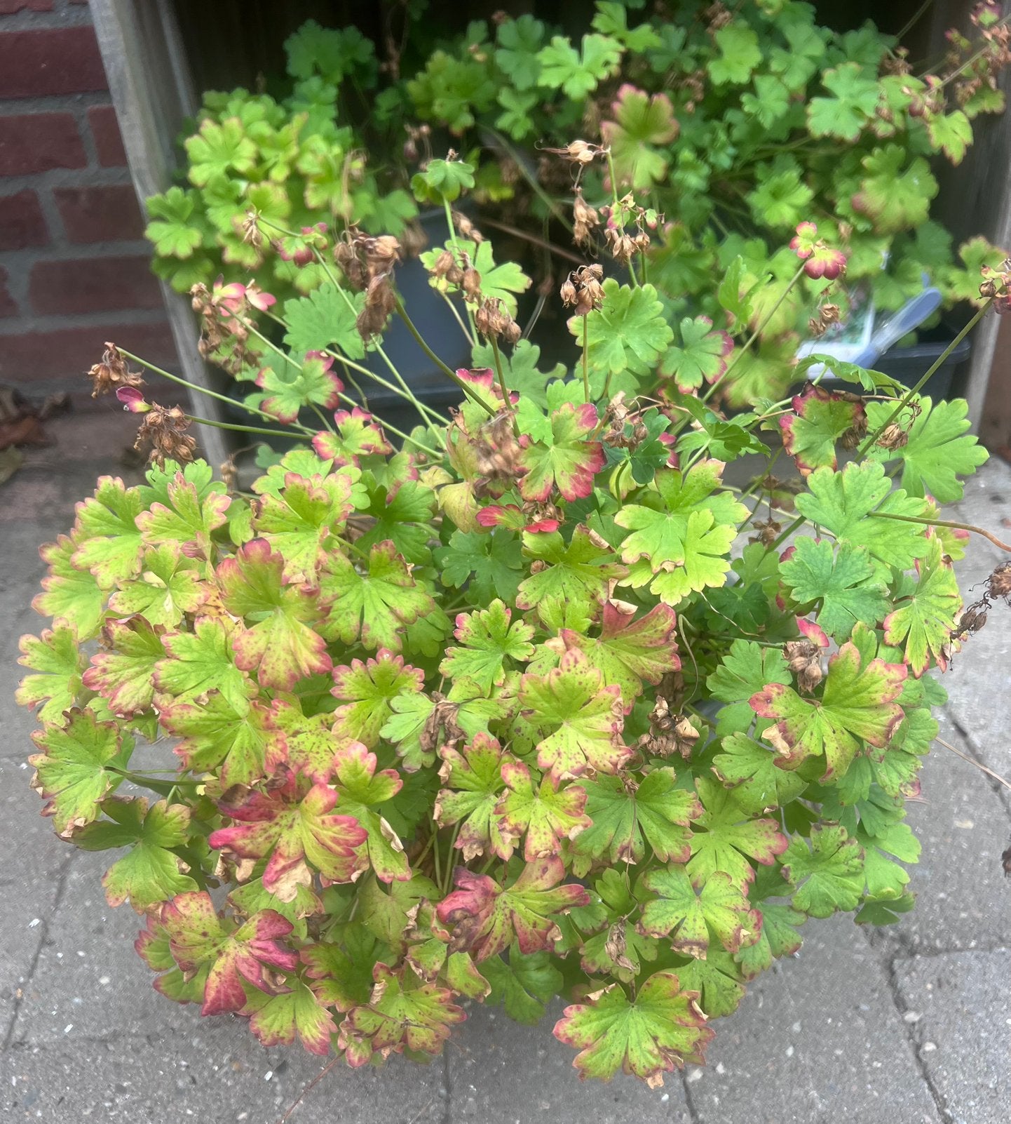 Vaste plant geranium ooievaarsbek roze, Ophalen, Overige soorten, Volle zon