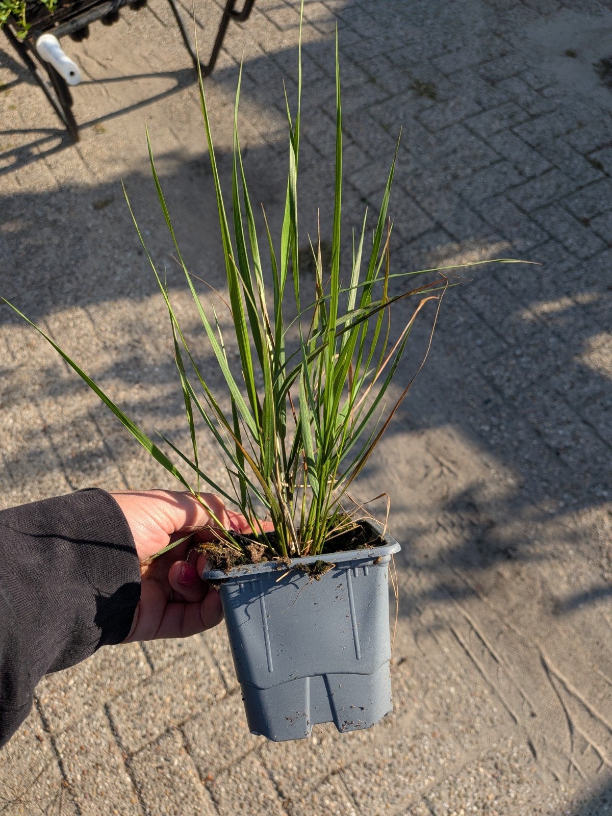 Karl Foerster Struisriet - Siergras voor Tuin en Terras, Ophalen, Volle zon, Vaste plant, Siergrassen