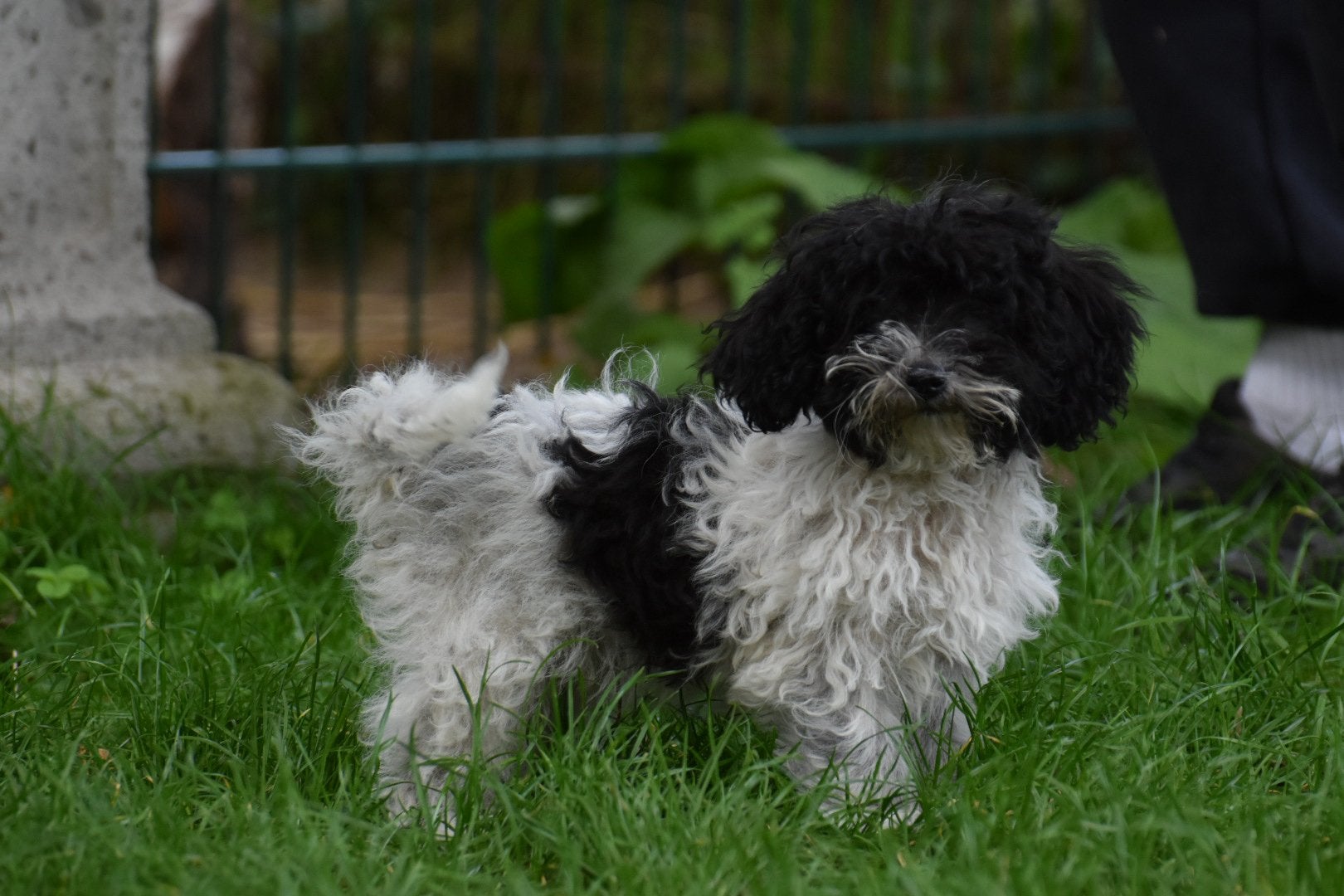 2 BoomPoo ventjes (Boomer x kl. Poedel), Nederland, Overige rassen, CDV (hondenziekte), 8 tot 15 weken