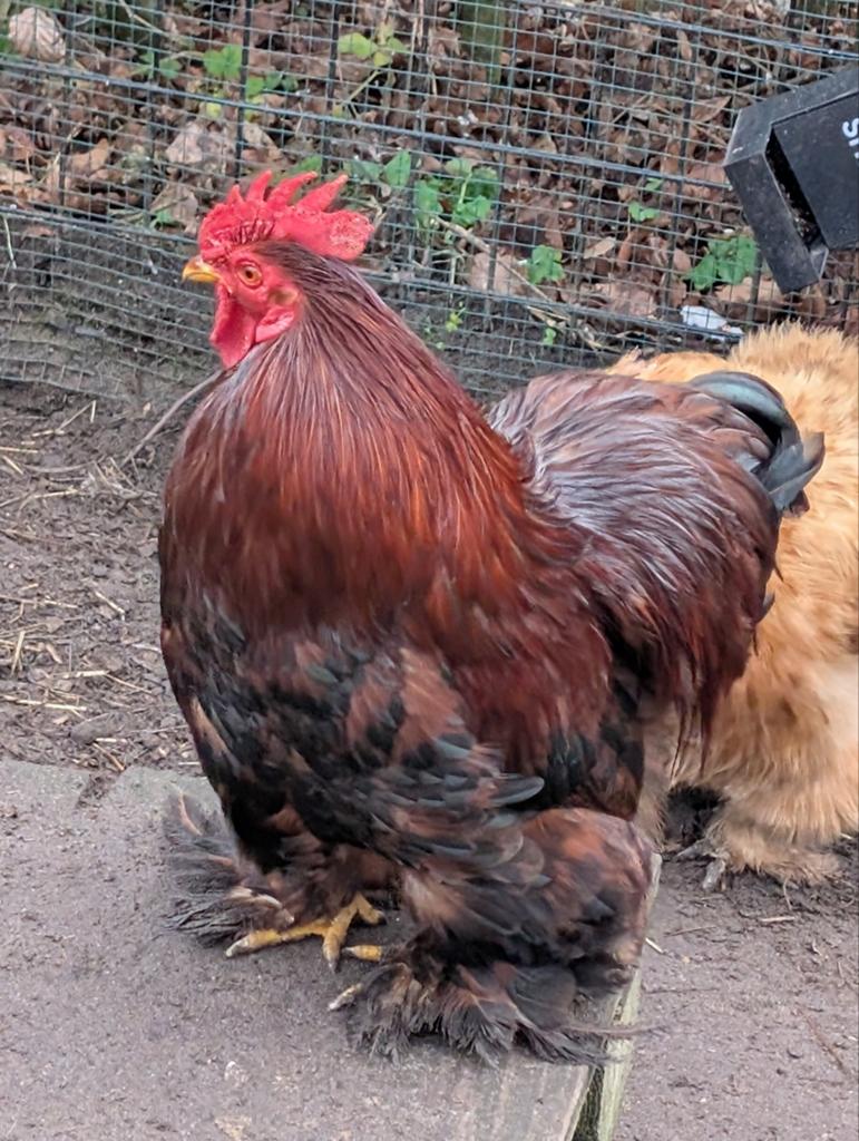 Gratis mooie Cochin kriel haan, Dieren en Toebehoren, Pluimvee, Mannelijk, Kip