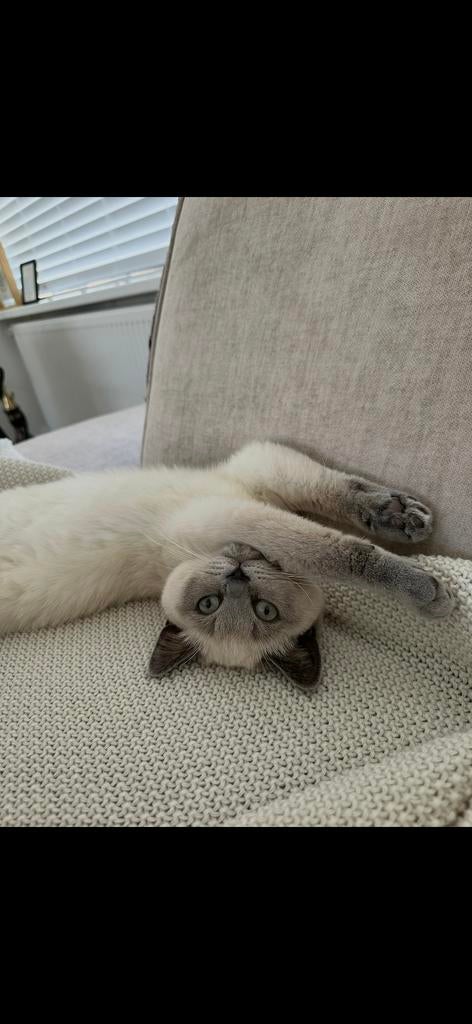Britse korthaar, Dieren en Toebehoren, Katten en Kittens | Raskatten | Korthaar, Poes, Ontwormd