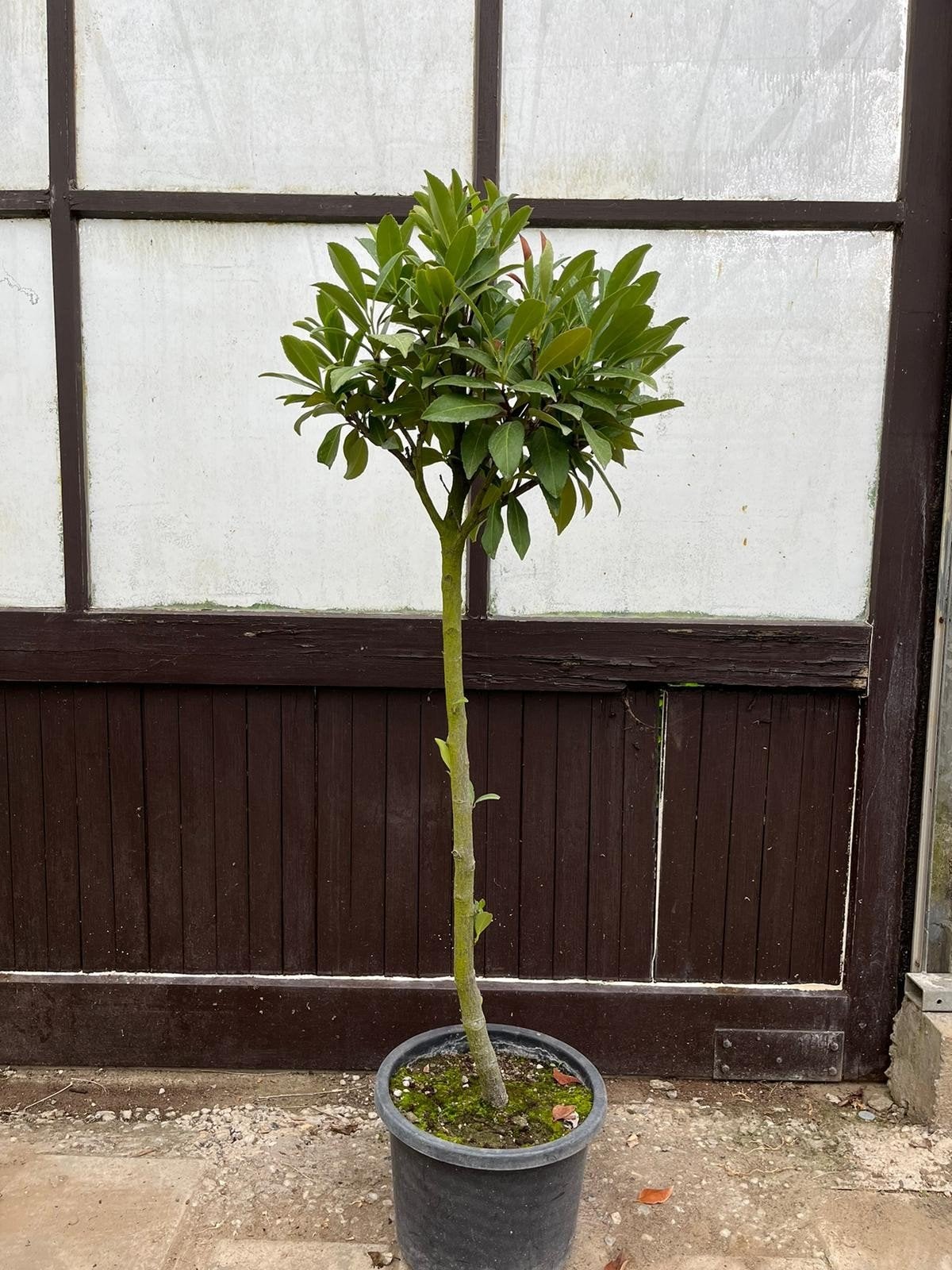 tekoop: laurier op stam, Tuin en Terras, Planten | Bomen, Halfschaduw, Overige soorten, Lente, 100 tot 250 cm