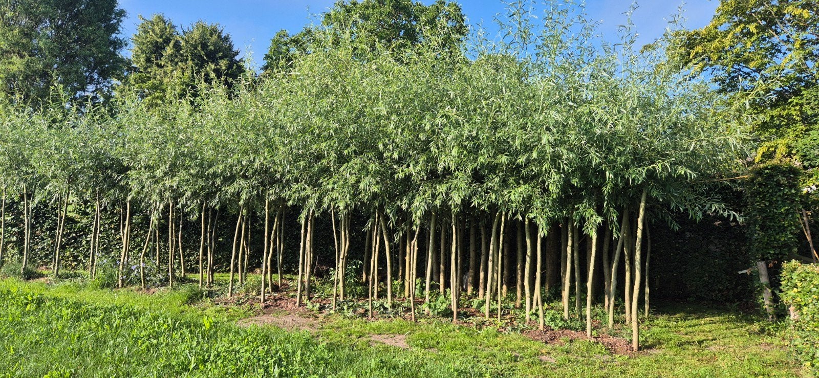 Knotwilgen Salix Alba - Mooie stamdikte, 2.20m knot, Ophalen, Vaste plant