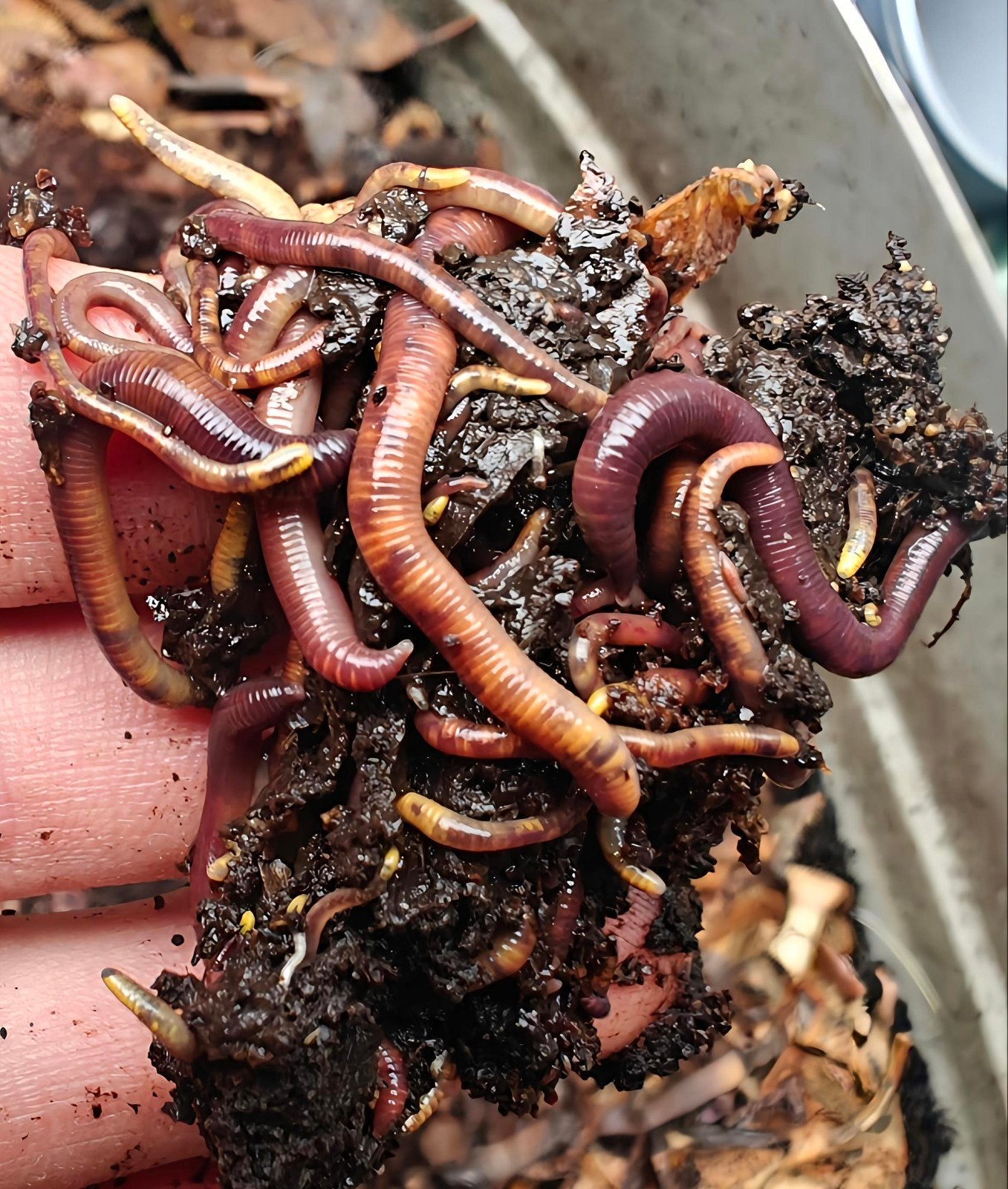 TIJGERWORMEN, Ophalen of Verzenden, Compost
