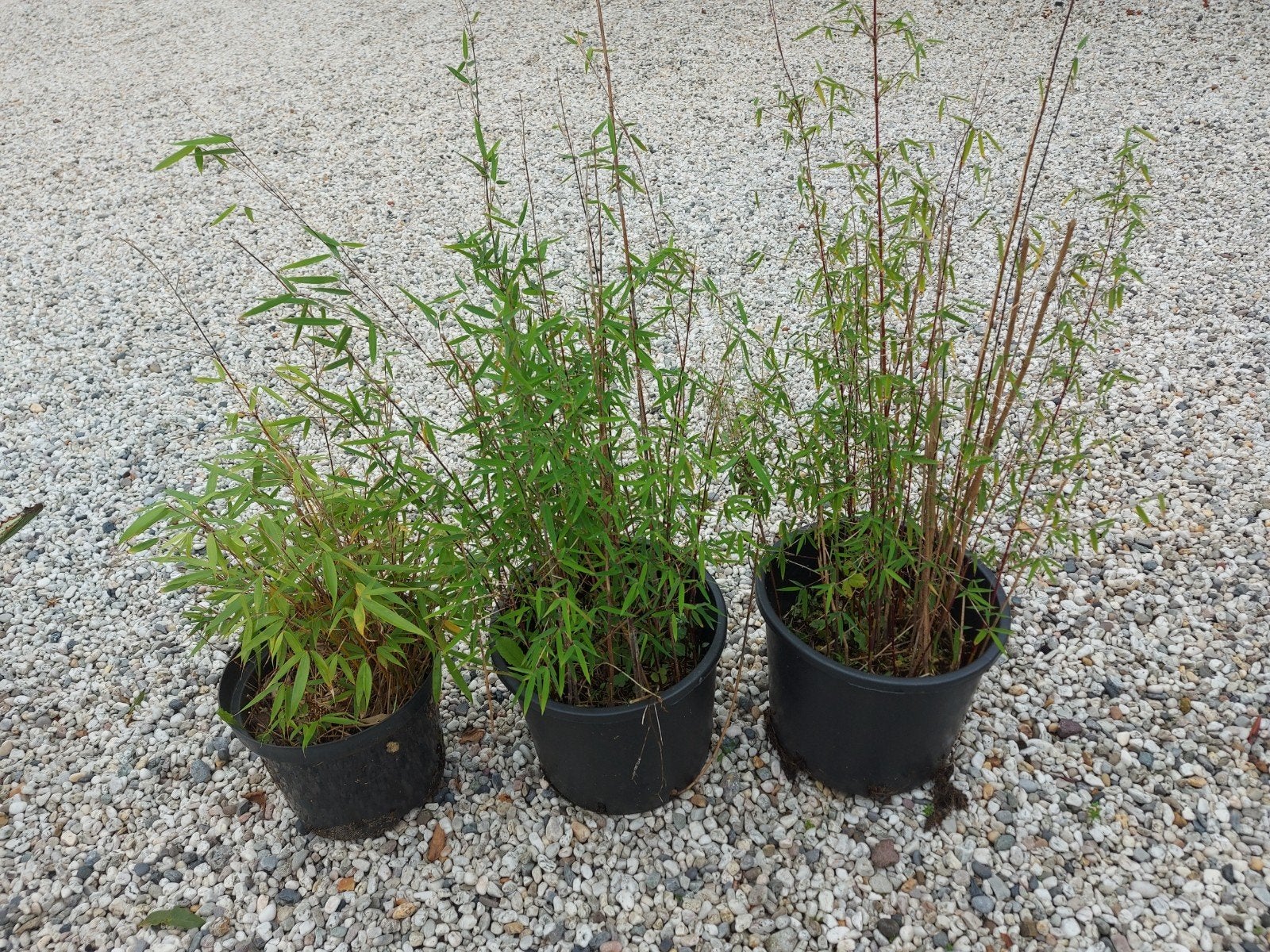 Bamboe in pot, Ophalen, Bamboe