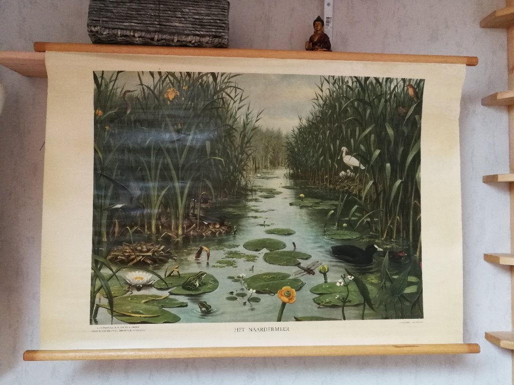oude schoolplaat met de titel "Het Naardermeer"., Antiek en Kunst, Ophalen, Geschiedenis