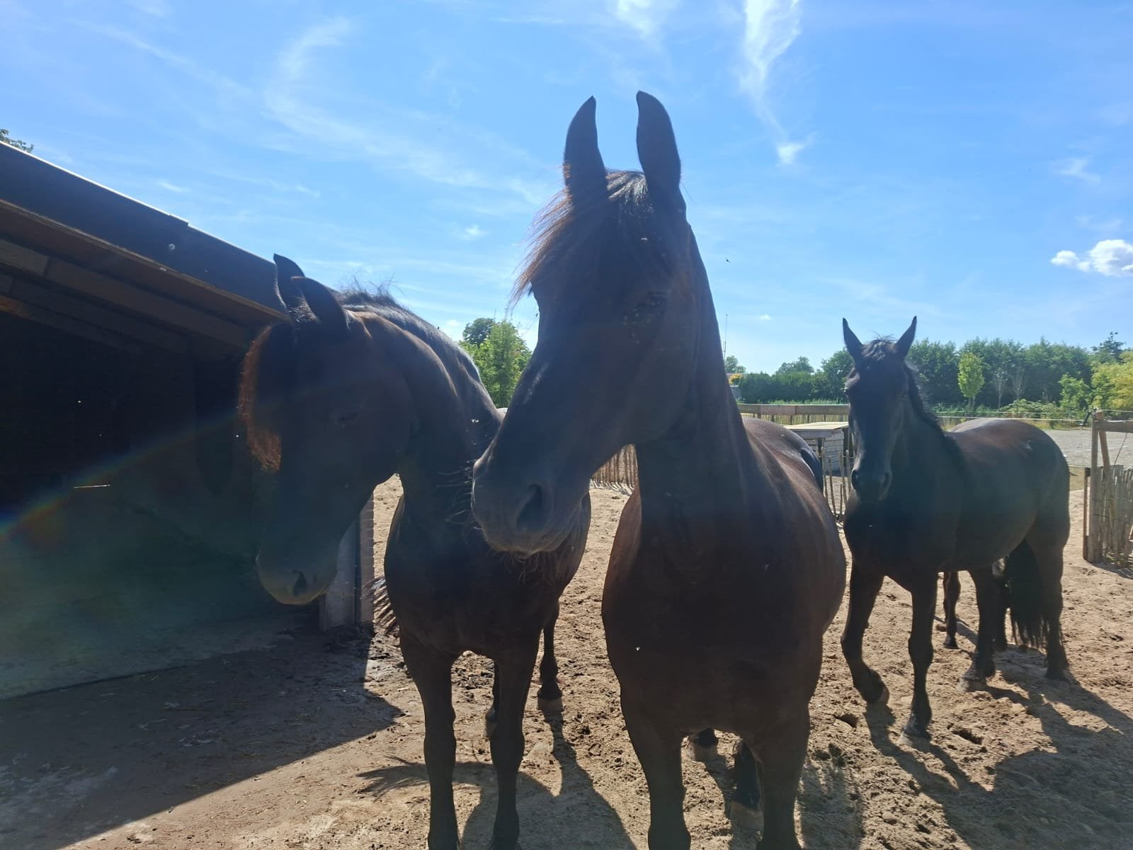 Stalhulp gezocht, Dieren en Toebehoren, Minder dan 160 cm, Recreatiepaard, 0 tot 2 jaar
