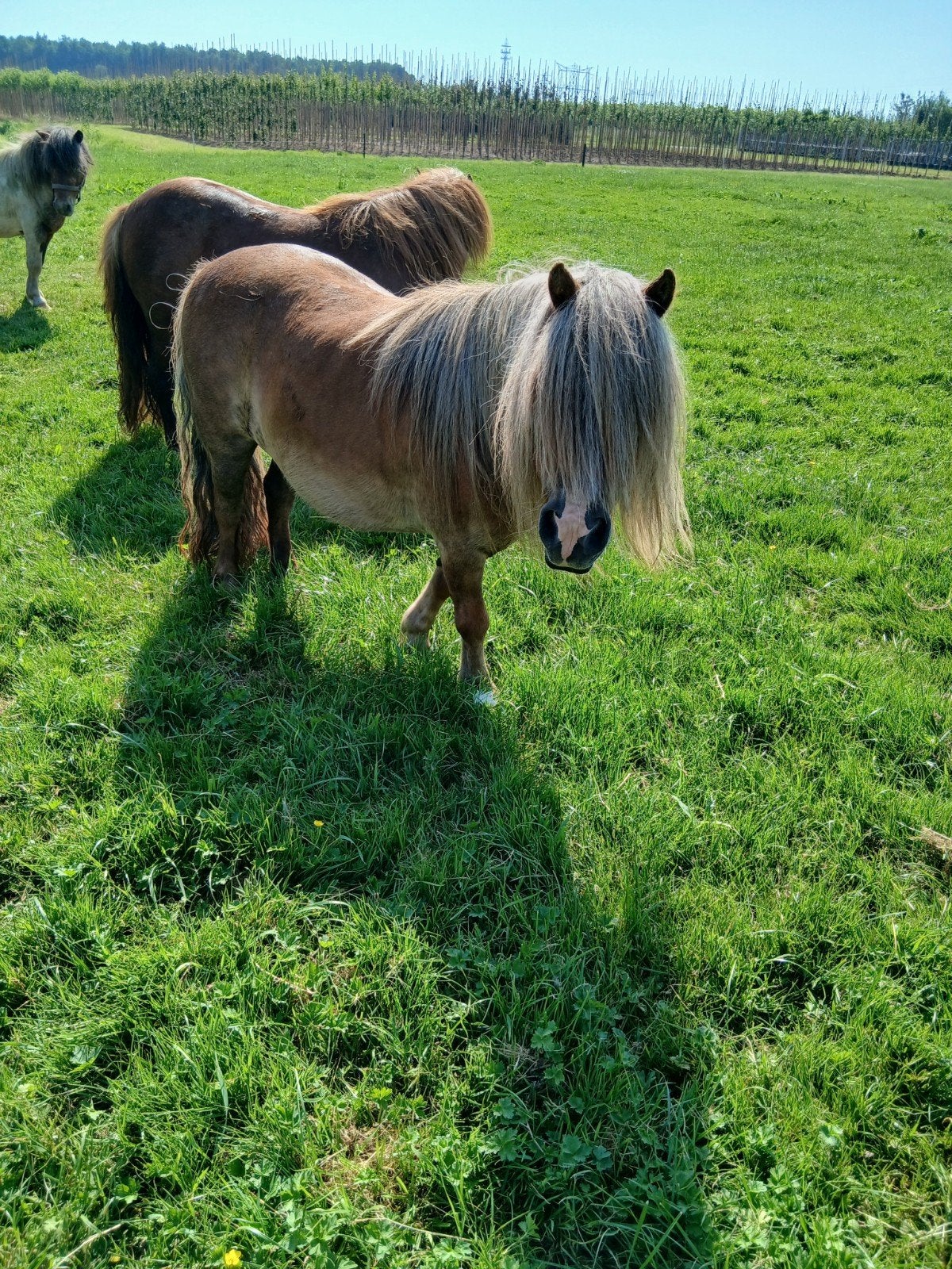 te koop verschillende mooie mini`stamboek merries, Merrie, Met stamboom, 0 tot 2 jaar, A pony (tot 1.17m)