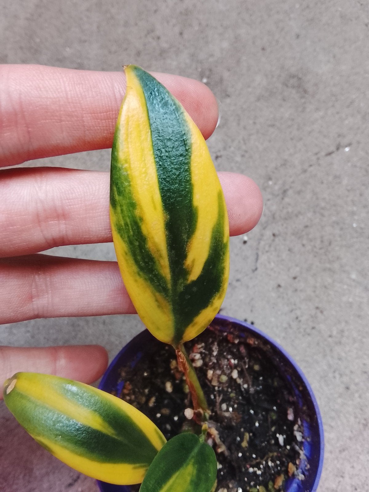 Scindapsus Coriaceus Aurea Variegata plant, Huis en Inrichting, Kamerplanten, Ophalen of Verzenden, Halfschaduw, Minder dan 100 cm