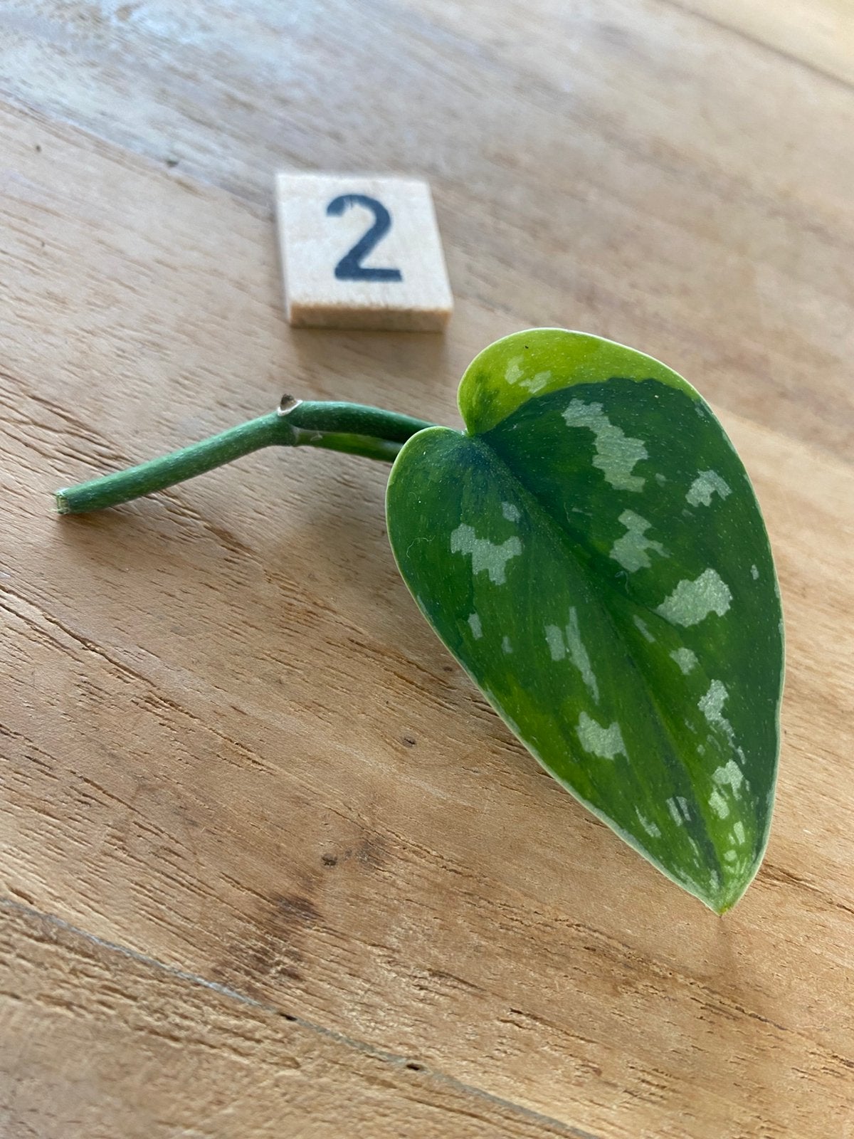 Scindapsus Marahuyo Variegata Stek #2, Huis en Inrichting, Kamerplanten, Ophalen of Verzenden, Halfschaduw, Minder dan 100 cm