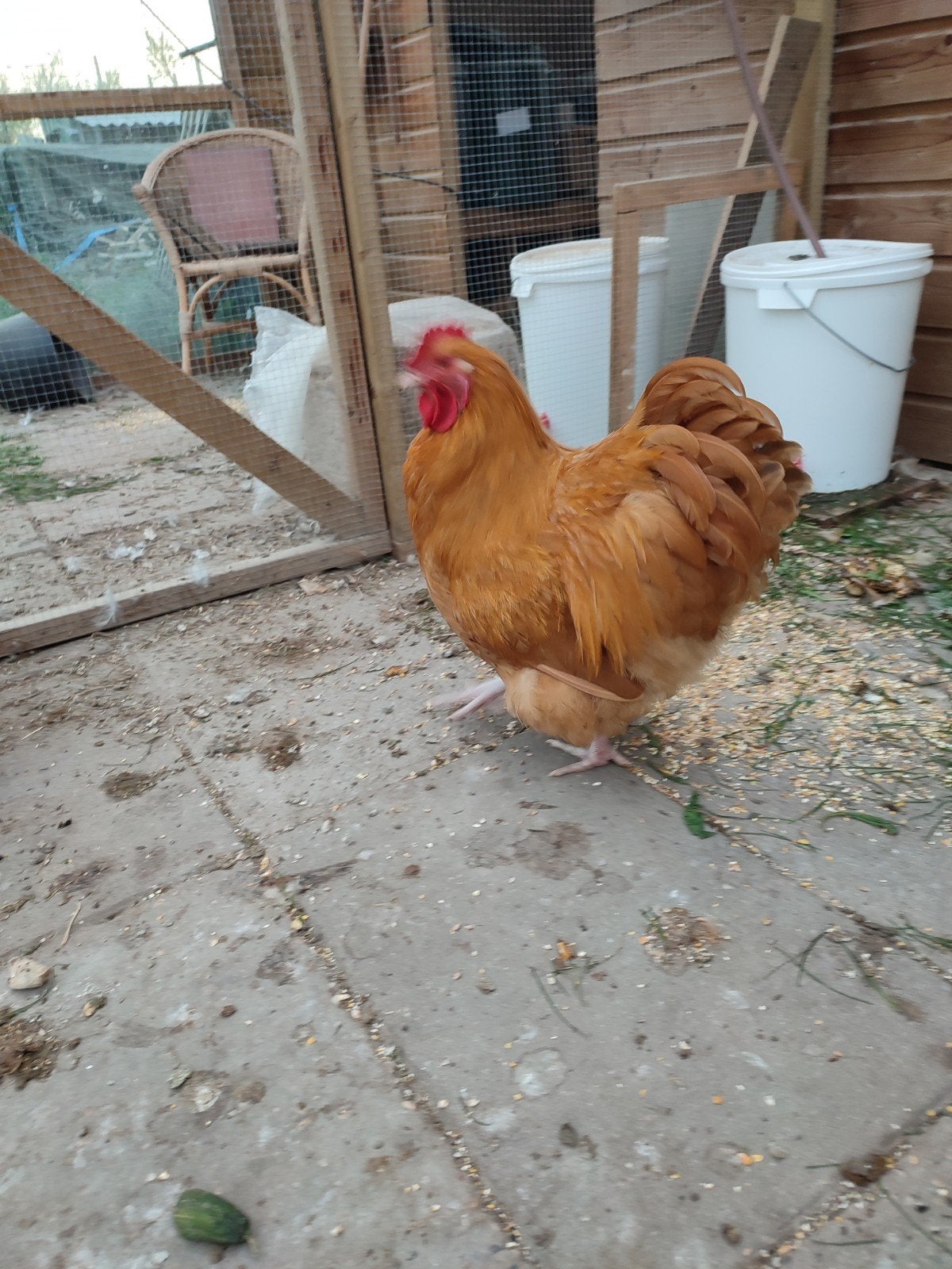 orpington groot haan, Mannelijk, Kip