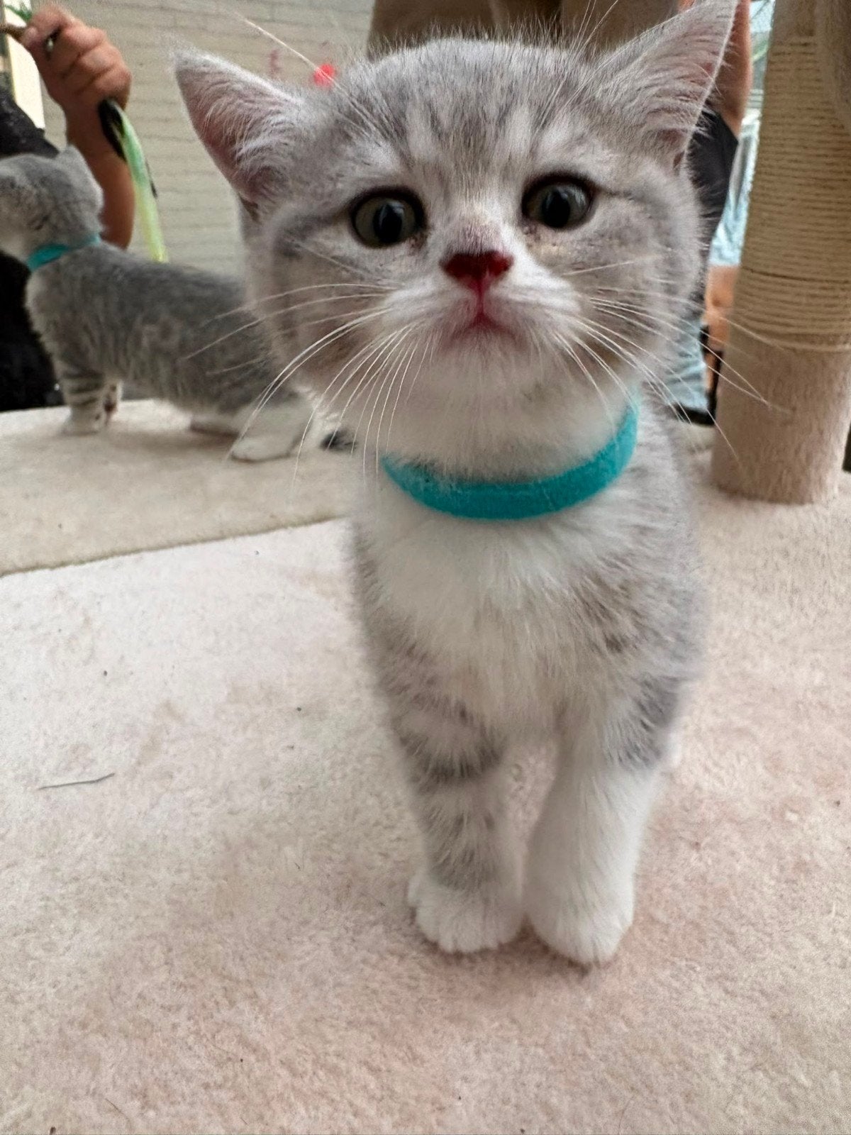 Britse korthaar kittens, Poes, Ontwormd