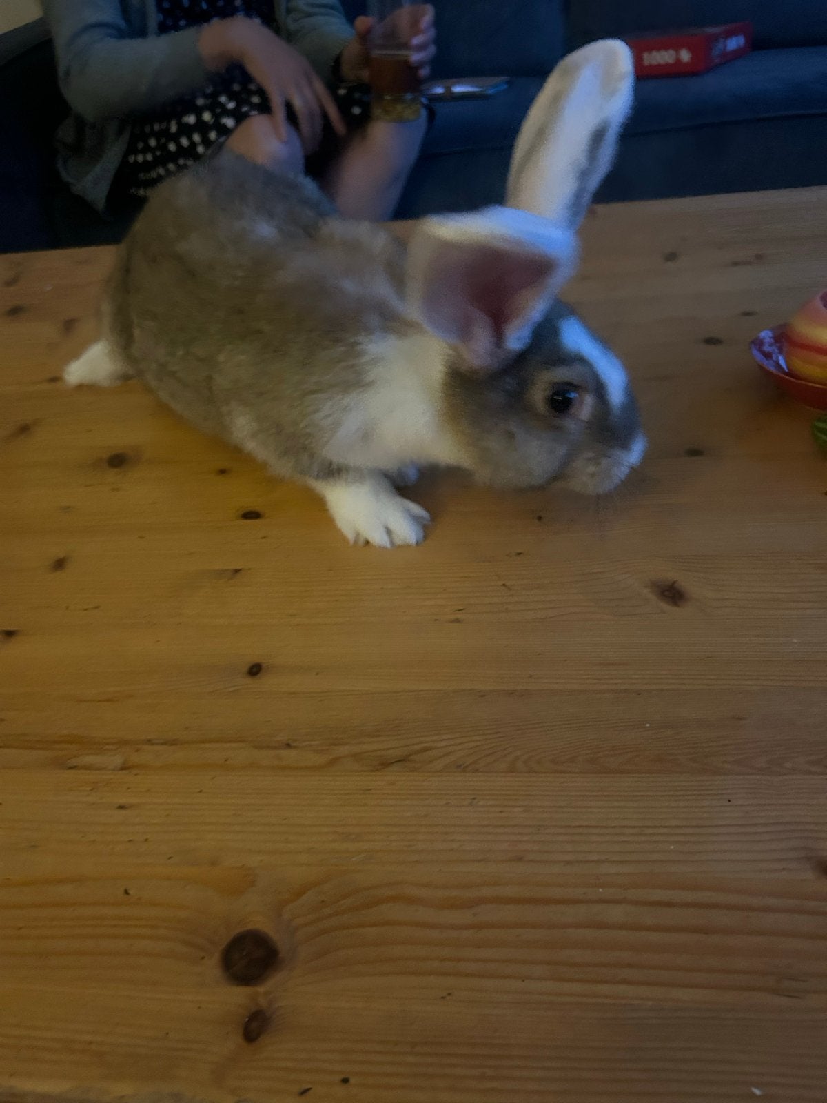 Vlaamse reus, Dieren en Toebehoren, Mannelijk, Groot, 0 tot 2 jaar