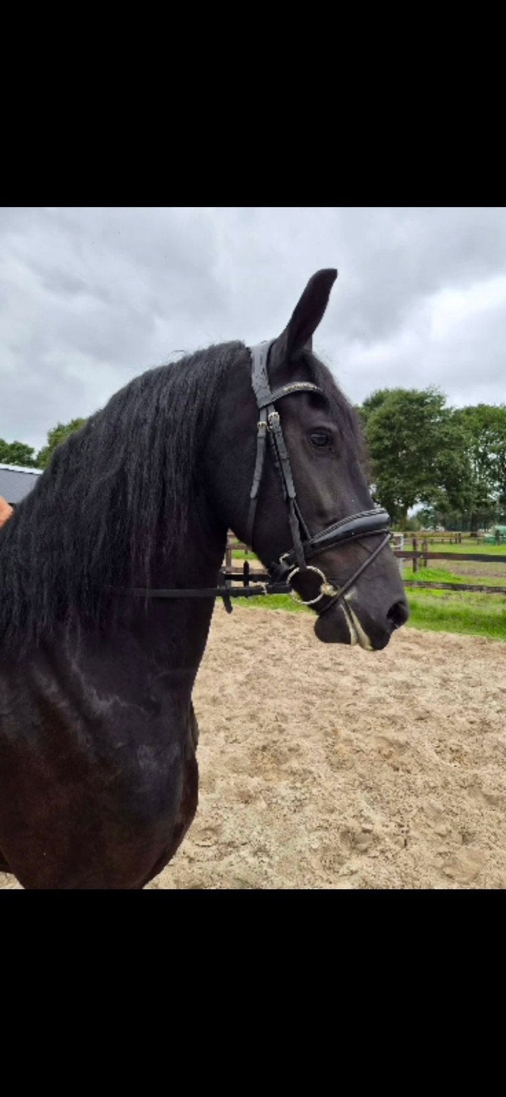 Meerdere friese paarden te koop, Merrie, Dressuurpaard, Met stamboom