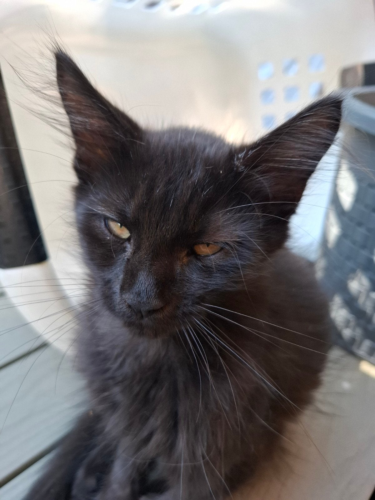 Maincoon kittens, Meerdere dieren