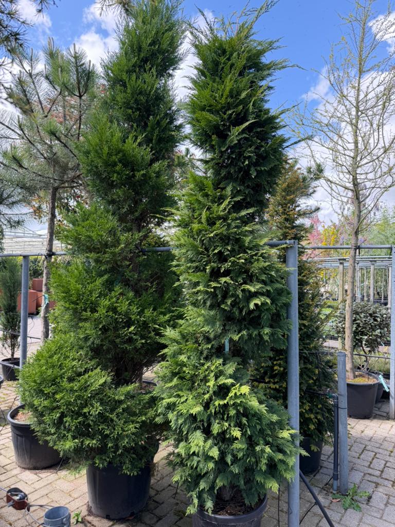 Cupressicyparis Leylandii spiraalvorm 175-200 hoogte, Ophalen, Conifeer, Struik, 100 tot 250 cm