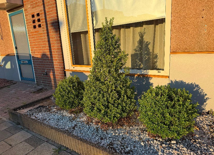 Gratis buxus, Ophalen, Buxus, Minder dan 100 cm