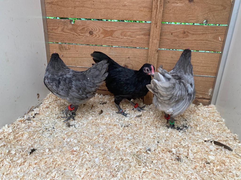 Australorp kriel haantjes, Dieren en Toebehoren, Pluimvee, Mannelijk, Kip