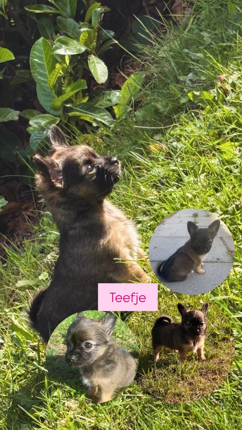 2 chihuahua puppy’s te koop, 8 tot 15 weken, Meerdere, Meerdere dieren, Chihuahua