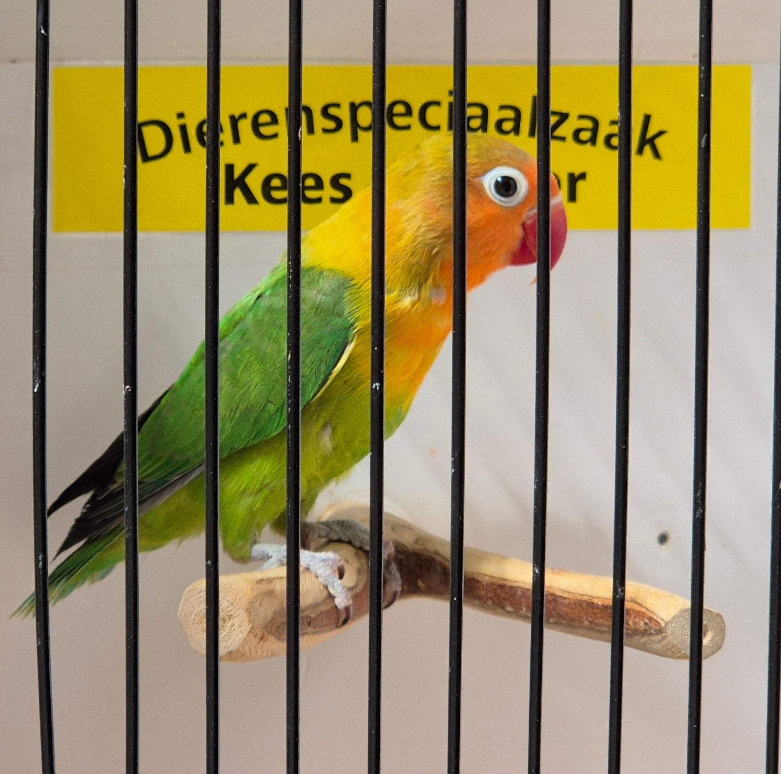Agapornis fischeri man
