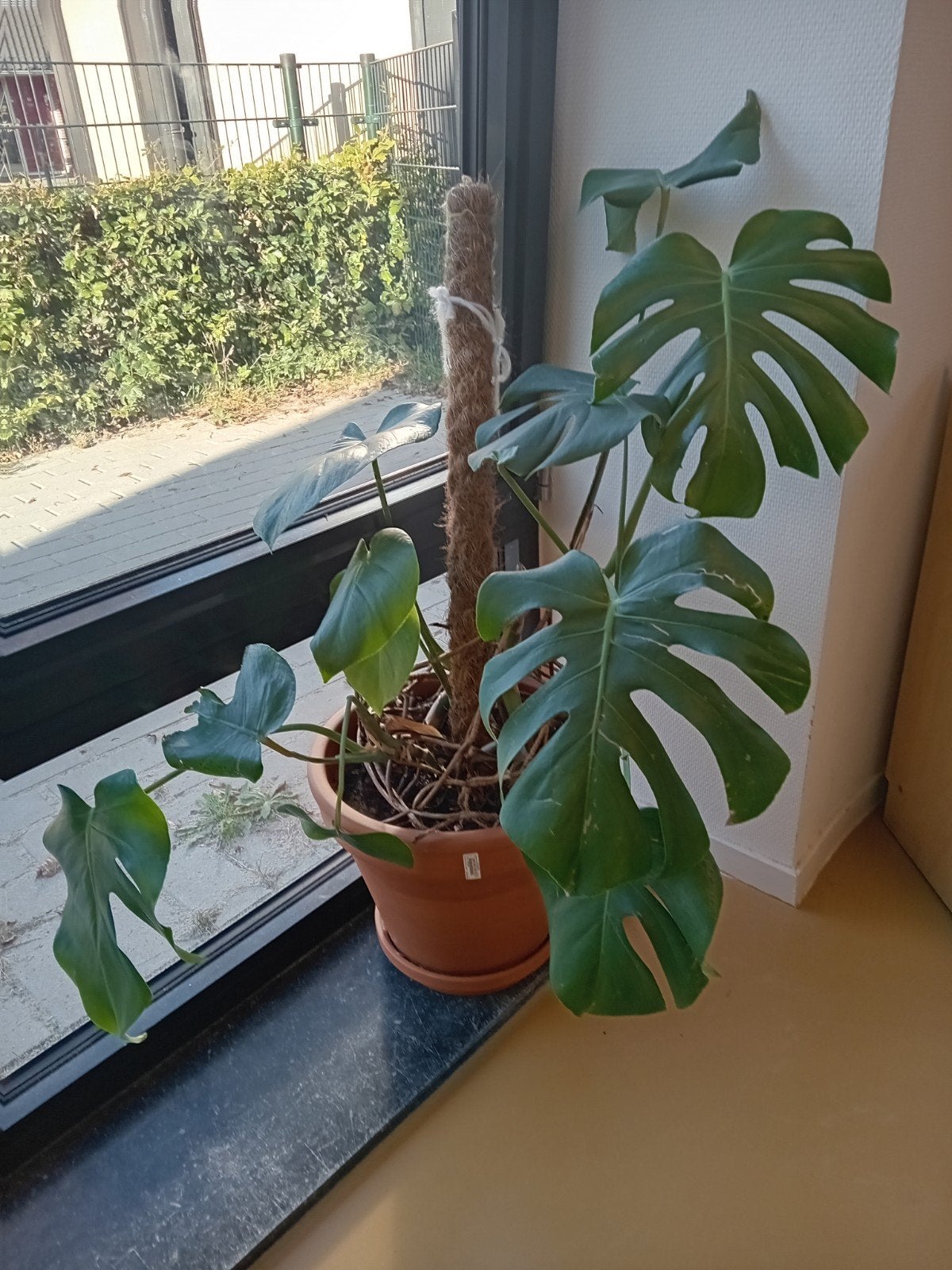 Monstera plant met pot, Vaste plant, Bloeit niet, Halfschaduw, Ophalen