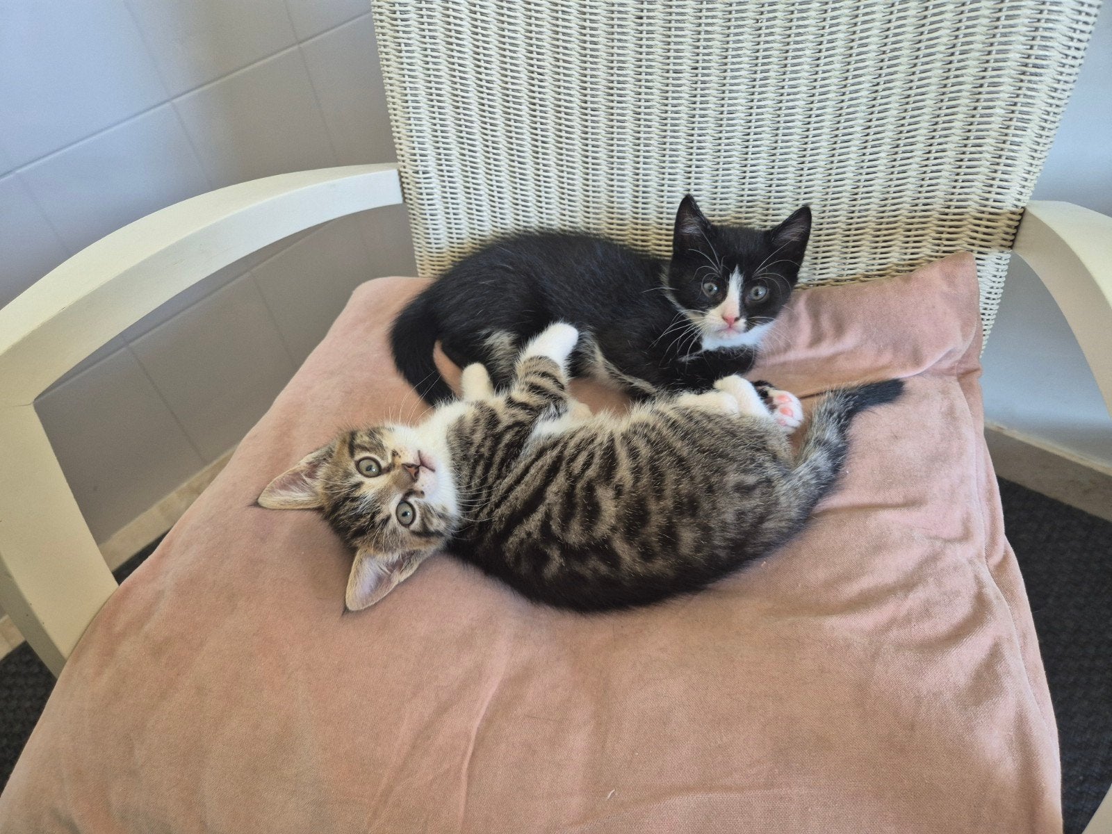 2 Gestreepte kittens te koop - [zwart-witje is gereserveerd], Meerdere dieren