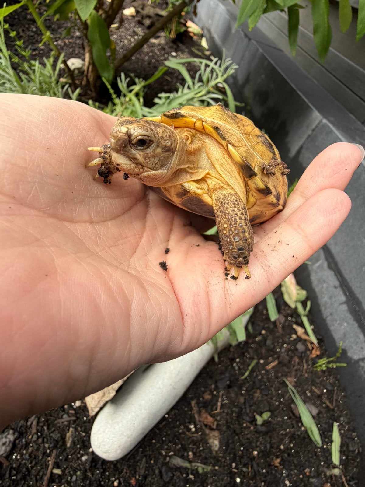 Russische vierteen landschildpadden (eigen kweek 2025&2026) Tortoise - unknown for sale from Kerá.