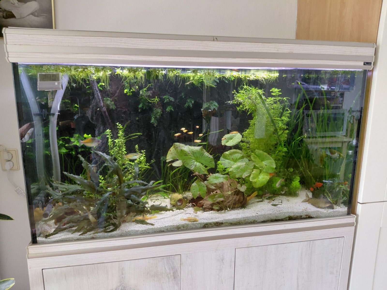 Te koop Aqualantis aquarium compleet. 350 liter 120 cm breed, Vis