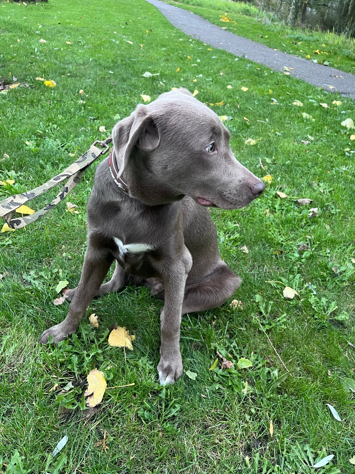 Herplaatsing 7 maanden oude grijze labrador, 15 weken tot 1 jaar, Reu, Eén hond, CDV (hondenziekte)