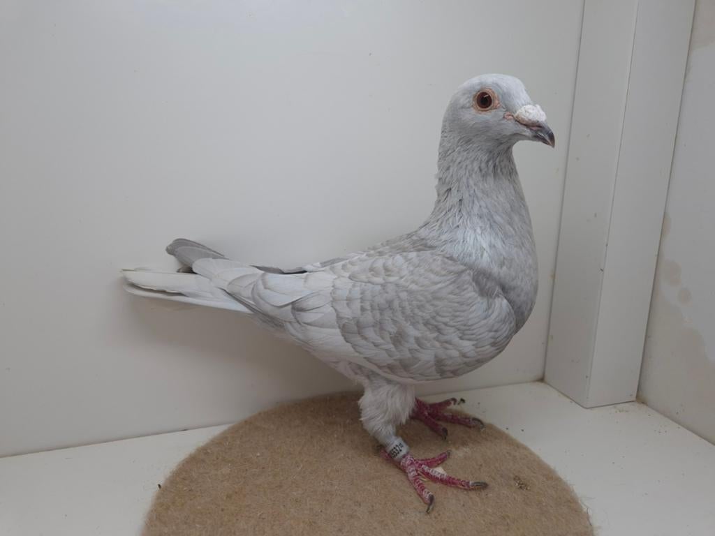 Kleurpostduif kleurpostduiven, Dieren en Toebehoren, Vogels | Duiven, Meerdere dieren, Postduif