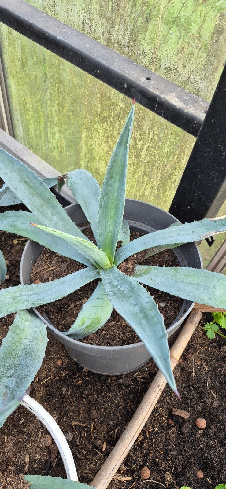 Agave in pot - Sterke en onderhoudsvriendelijke plant, Tuin en Terras, Volle zon, Vaste plant, Bloeit niet, Ophalen
