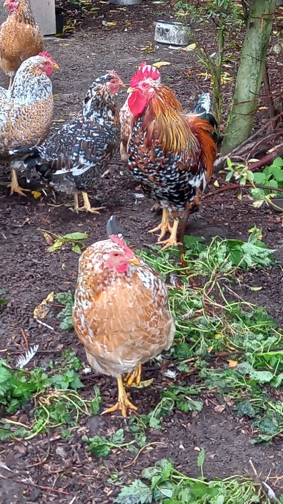 Zweedse bloemkippen en haan, Meerdere dieren, Kip