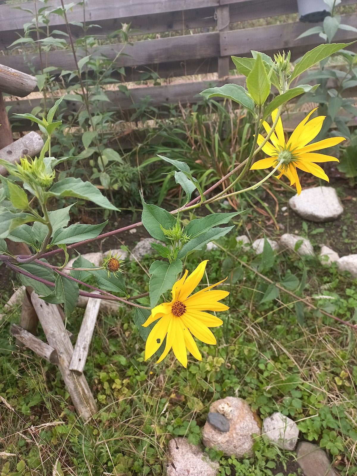 Aardpeer (Helianthus tuberosus), Ophalen, Overige soorten, Volle zon