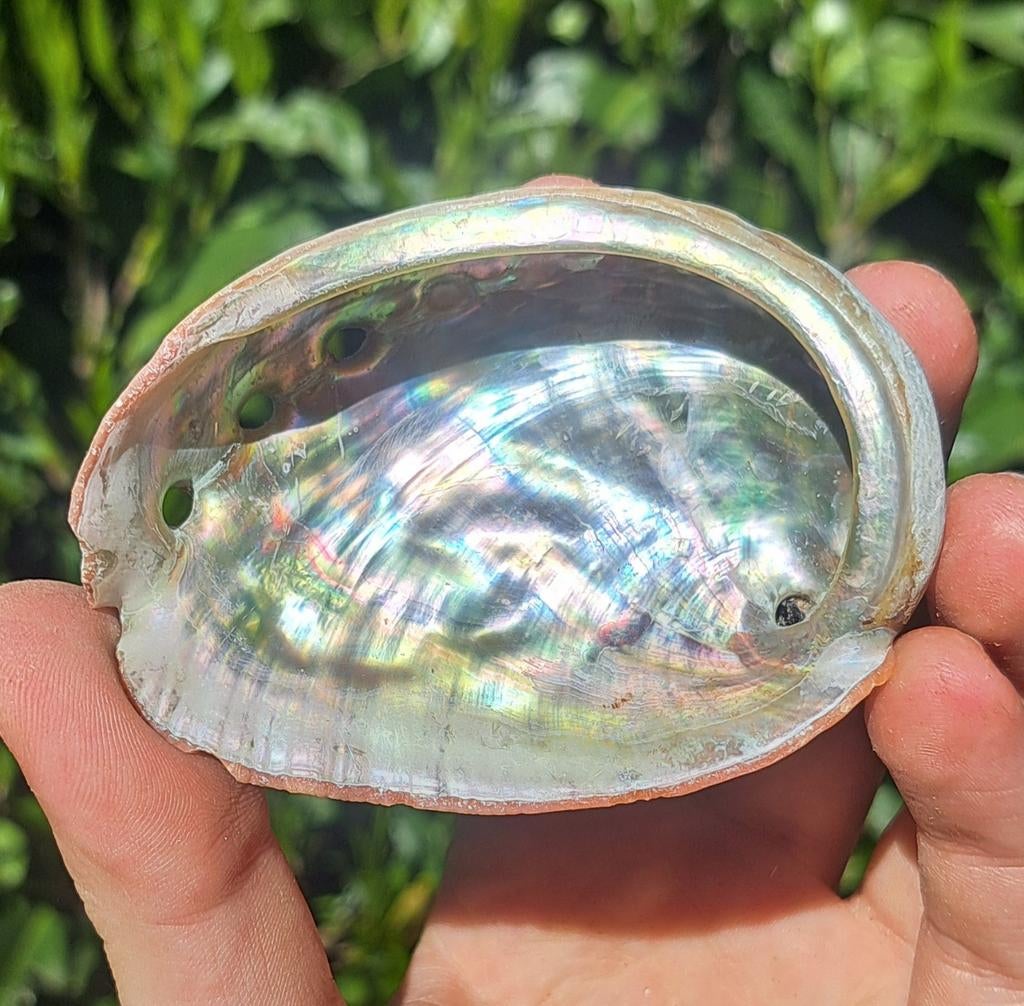 Abalone schelp parelmoer schelpen regenboog flash, Ophalen of Verzenden, Schelp(en)