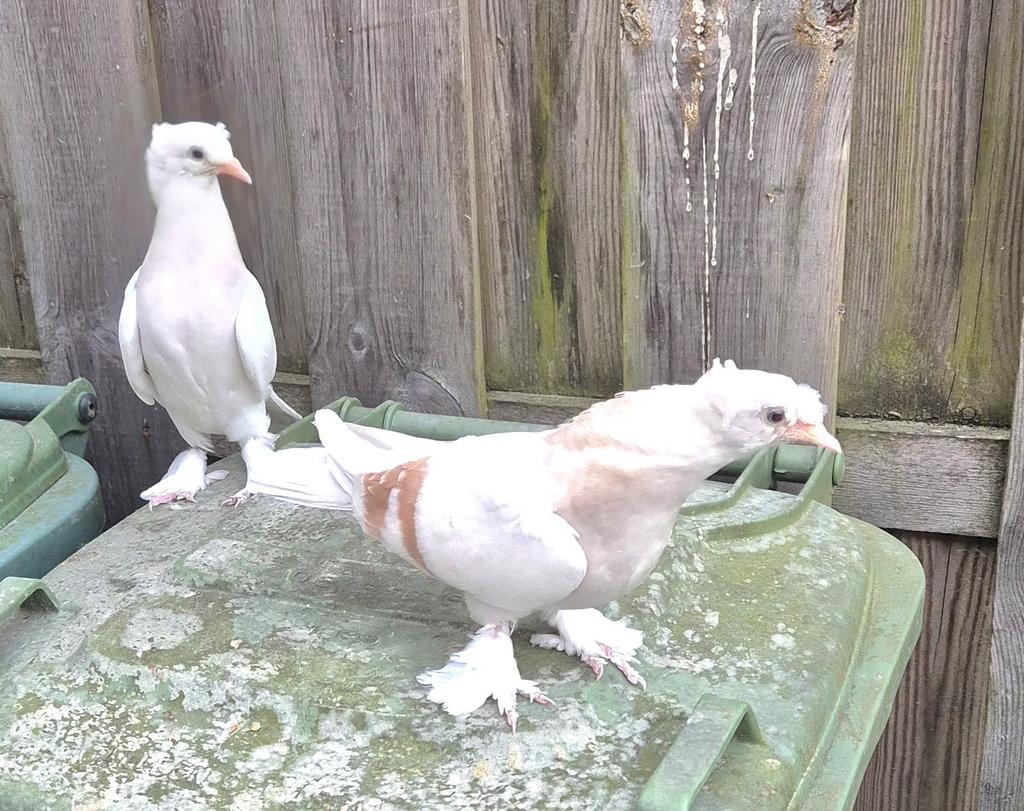 Takla limon, Meerdere dieren, Postduif