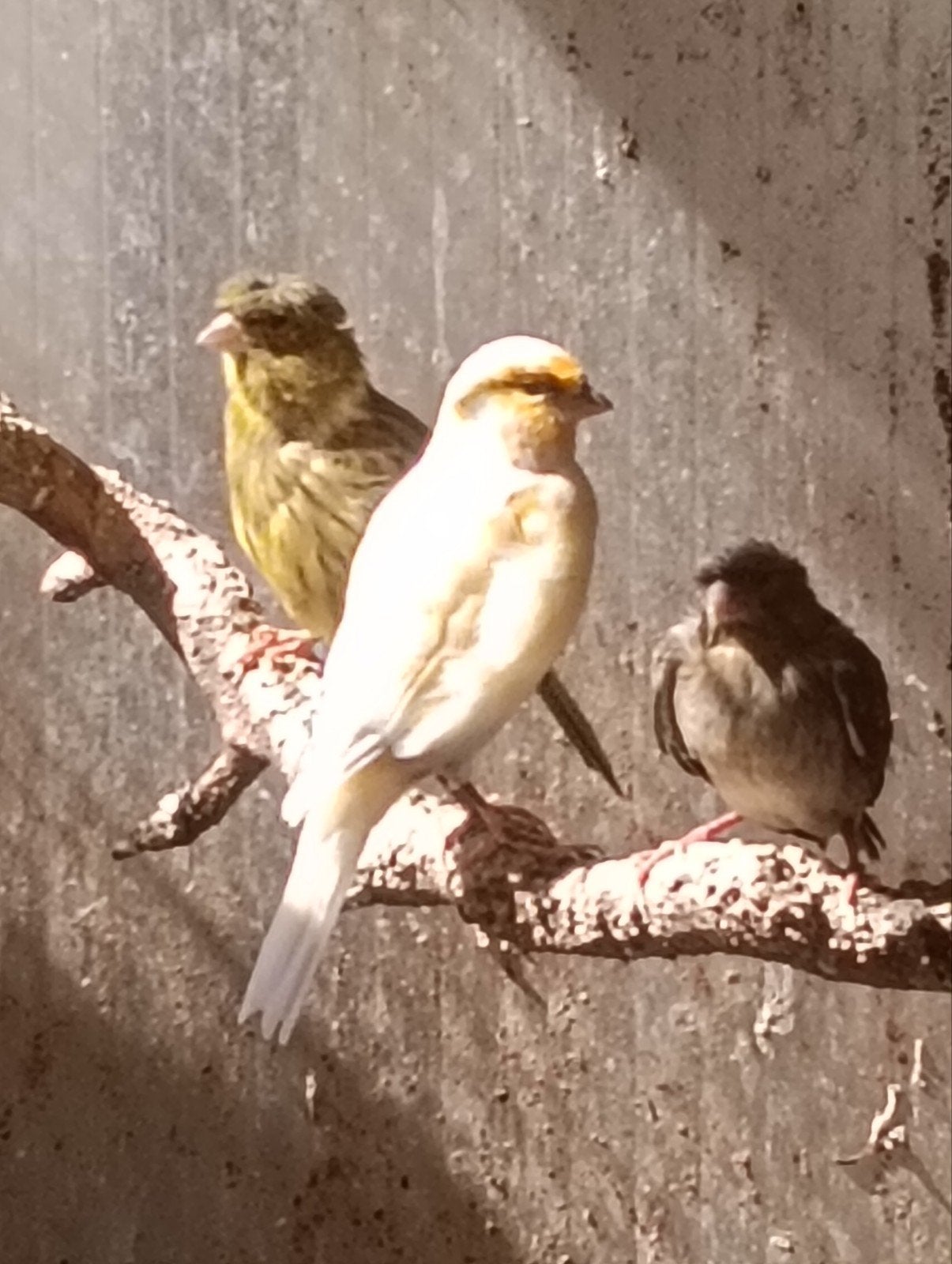 kanaries, Meerdere dieren, Kleurkanarie